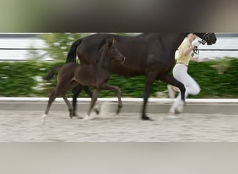 Other Warmbloods, Stallion, Foal (02/2026), Black