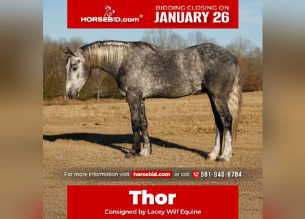 Percheron Mix, Gelding, 5 years, 16,2 hh, Grey