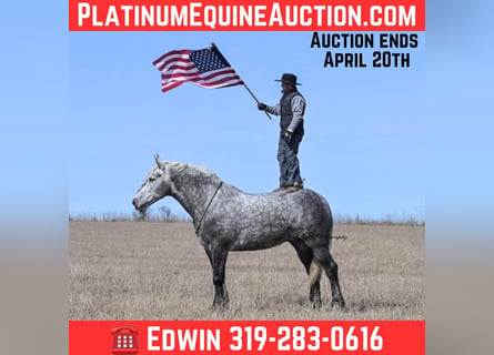Percheron, Gelding, 7 years, Grey-Dapple