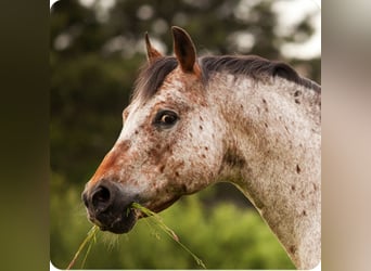 Pony of the Americas, Stallion, 26 years, 13,3 hh, Brown