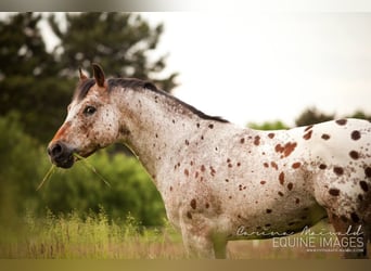 Pony of the Americas, Stallion, 26 years, 13,3 hh, Brown