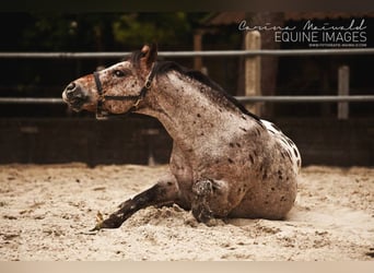 Pony of the Americas, Stallion, 26 years, 13,3 hh, Brown