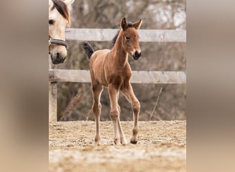 PRE, Mare, Foal (02/2026), 15,2 hh, Brown