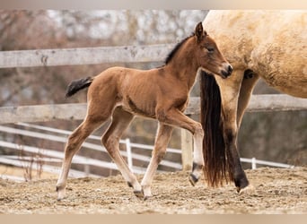 PRE, Mare, Foal (02/2026), 15,2 hh, Brown