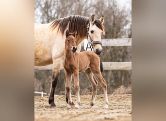 PRE, Mare, Foal (02/2026), 15,2 hh, Brown
