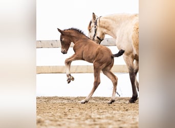 PRE, Mare, Foal (02/2026), 15,2 hh, Brown