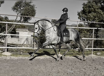 PRE, Stallion, 7 years, 17 hh, Grey-Dapple