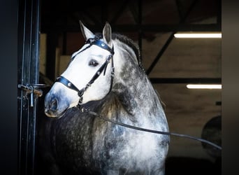 PRE, Stallion, 7 years, 17 hh, Grey-Dapple