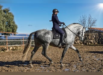 PRE, Stallion, 7 years, 17 hh, Grey-Dapple