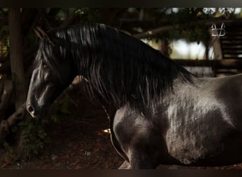PRE, Stallion, 10 years, 17 hh, Black