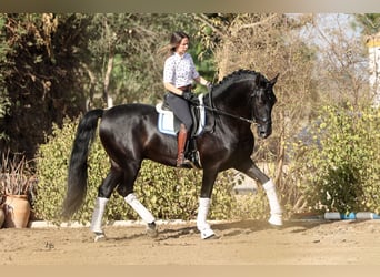 PRE, Stallion, 10 years, 17 hh, Black
