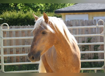 PRE, Stallion, 4 years, 16 hh, Palomino