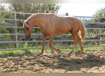 PRE, Stallion, 4 years, 16 hh, Palomino
