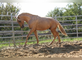 PRE, Stallion, 4 years, 16 hh, Palomino