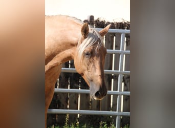 PRE, Stallion, 4 years, 16 hh, Palomino
