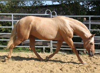 PRE, Stallion, 4 years, 16 hh, Palomino