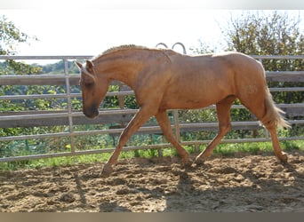 PRE, Stallion, 4 years, 16 hh, Palomino