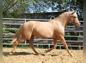 PRE, Stallion, 4 years, 16 hh, Palomino