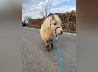 Shetland Ponies, Gelding, 5 years, 8,1 hh, Palomino