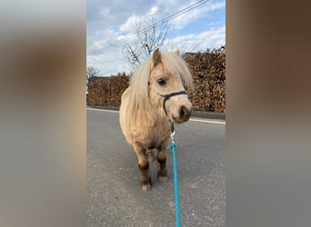 Shetland Ponies, Gelding, 5 years, 8,1 hh, Palomino