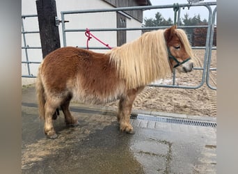 Shetland Ponies, Mare, 5 years, 9,2 hh, Chestnut-Red