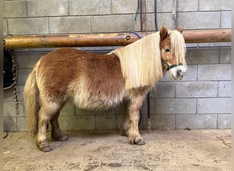 Shetland Ponies, Mare, 5 years, 9,2 hh, Chestnut-Red
