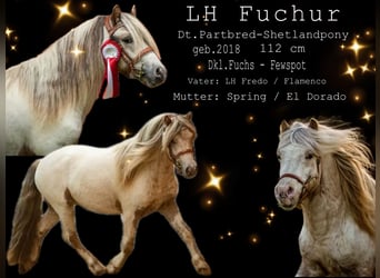 Shetland Ponies, Stallion, 8 years, 11 hh, Leopard-Piebald