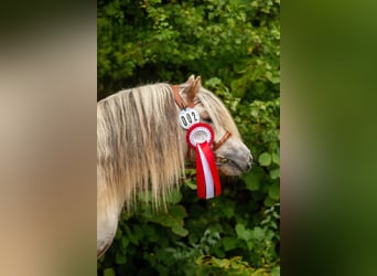 Shetland Ponies, Stallion, 8 years, 11 hh, Leopard-Piebald