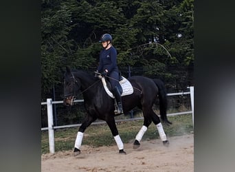 Silesian, Mare, 4 years, 16,1 hh, Bay-Dark