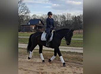 Silesian, Mare, 4 years, 16,1 hh, Bay-Dark