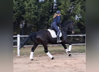 Silesian, Mare, 4 years, 16,1 hh, Bay-Dark