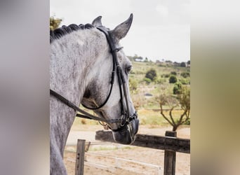 Spanish Sporthorse, Mare, 7 years, 16,2 hh, Grey