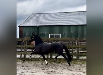 Warlander, Mare, 5 years, 15,3 hh, Black