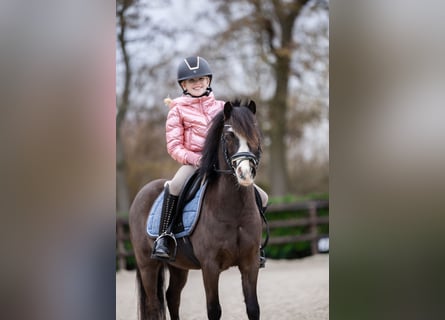 Welsh A (Mountain Pony), Gelding, 5 years, 11,1 hh, Smoky-Black
