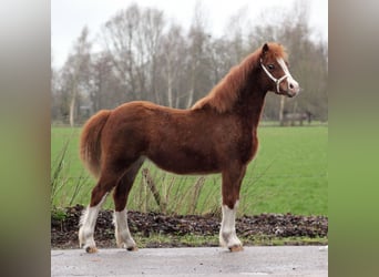 Welsh C (of Cob Type), Mare, 1 year, 12,2 hh