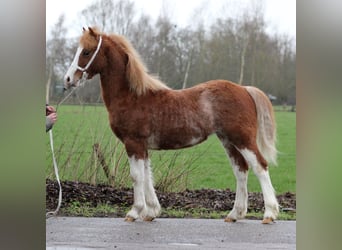 Welsh C (of Cob Type), Stallion, 1 year, 12,2 hh, Chestnut-Red