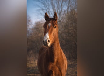 Westphalian, Gelding, 3 years, 16,1 hh, Chestnut-Red