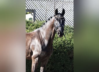 Westphalian, Gelding, 5 years, 16,1 hh, Black