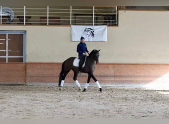 Westphalian, Gelding, 5 years, 17,2 hh, Brown