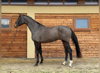 Westphalian, Gelding, 5 years, 17,2 hh, Brown