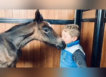 Zangersheider, Mare, Foal (03/2026)
