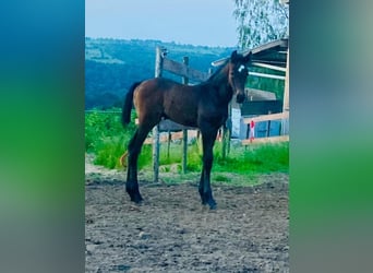 Zangersheider, Mare, Foal (03/2026)