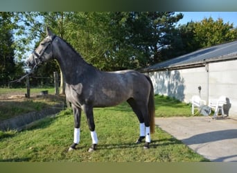 Zangersheider, Mare, Foal (03/2026)